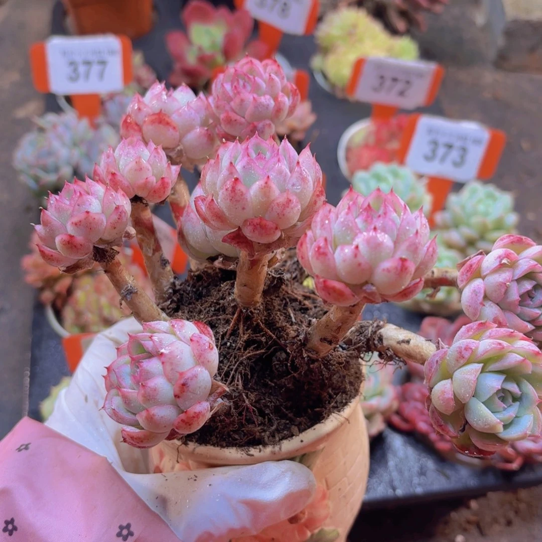 草莓彬多肉植物多肉植物