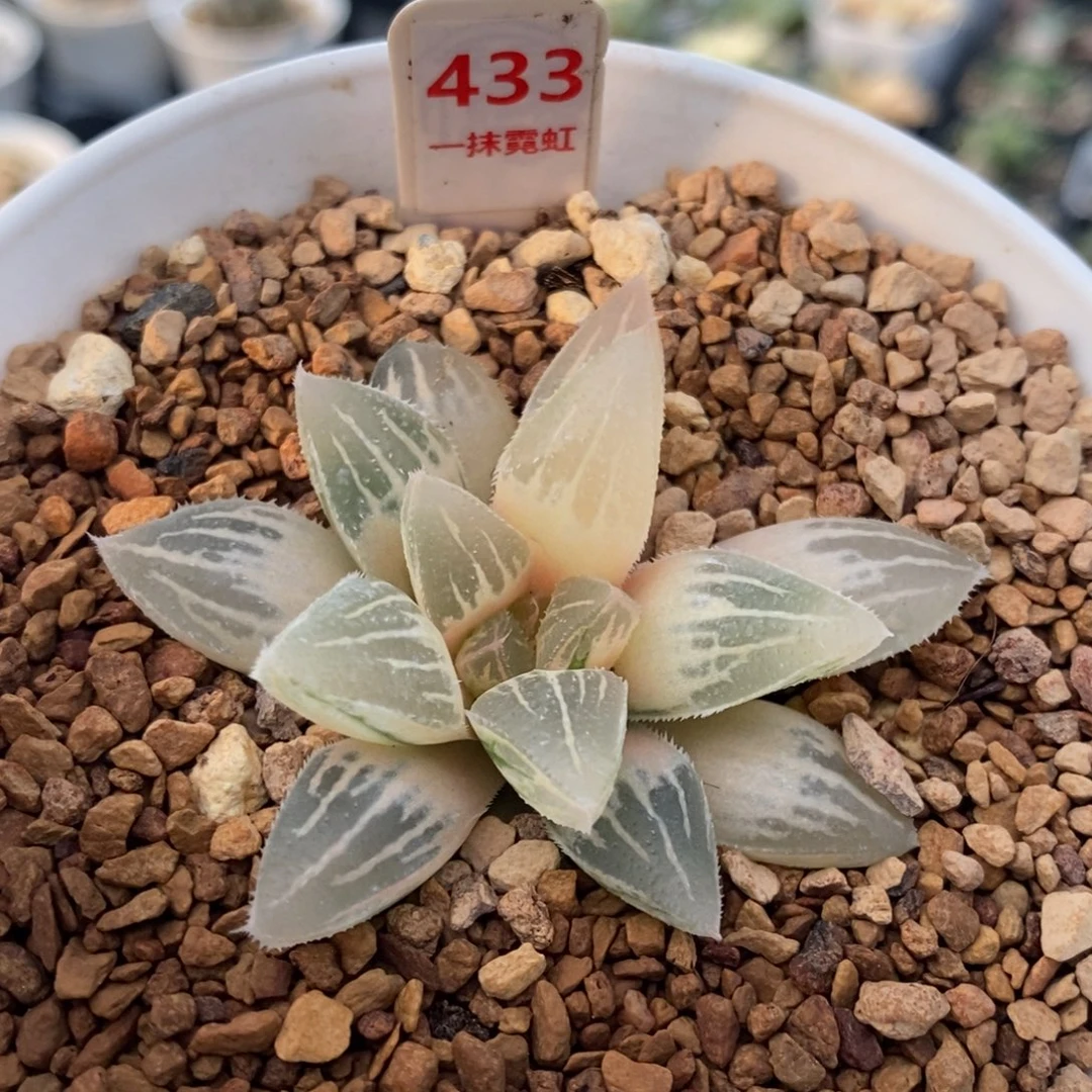 433号糊斑冰沙糖锦