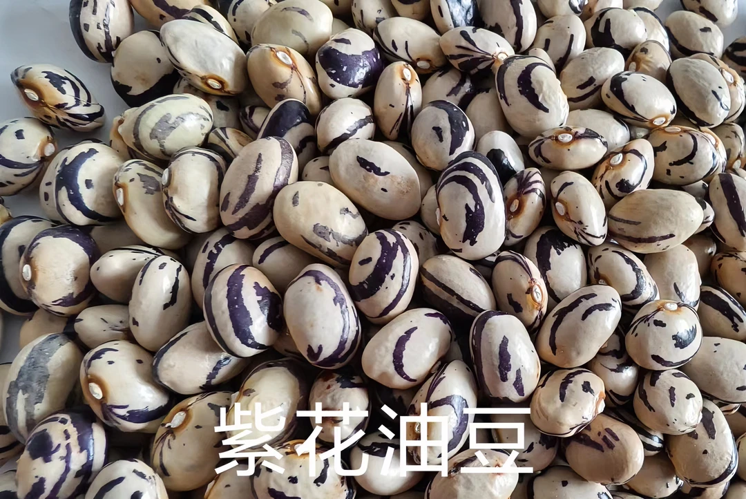 紫花油豆 豆类 初级农产品