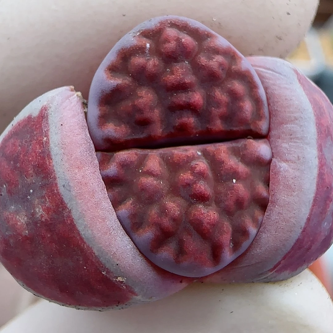 927阿克玫瑰福利