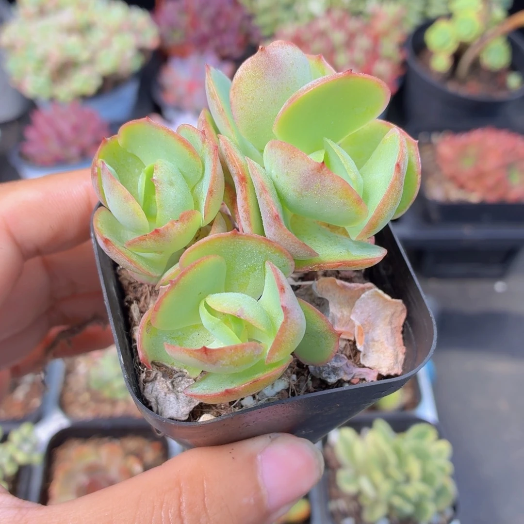 碧桃多肉9.9包邮发货