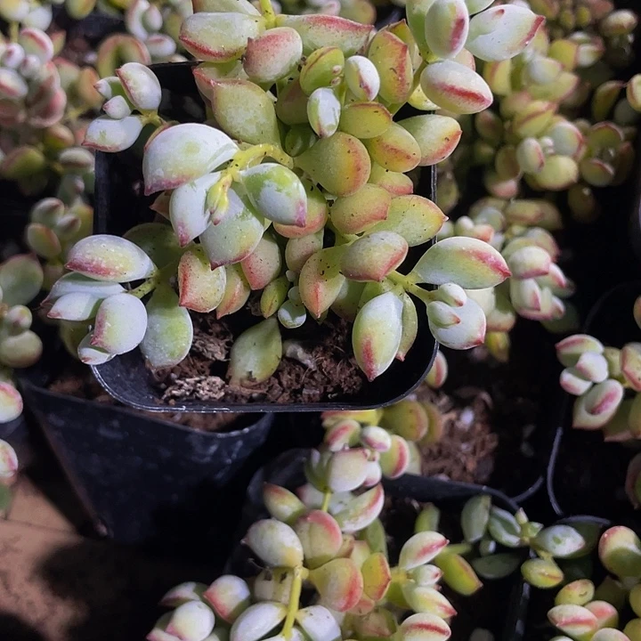 6.5方打磨带盆土发