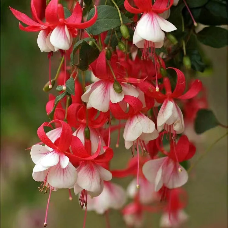 年宵花倒挂金钟白叶裙适合新手养护阳台庭院地栽