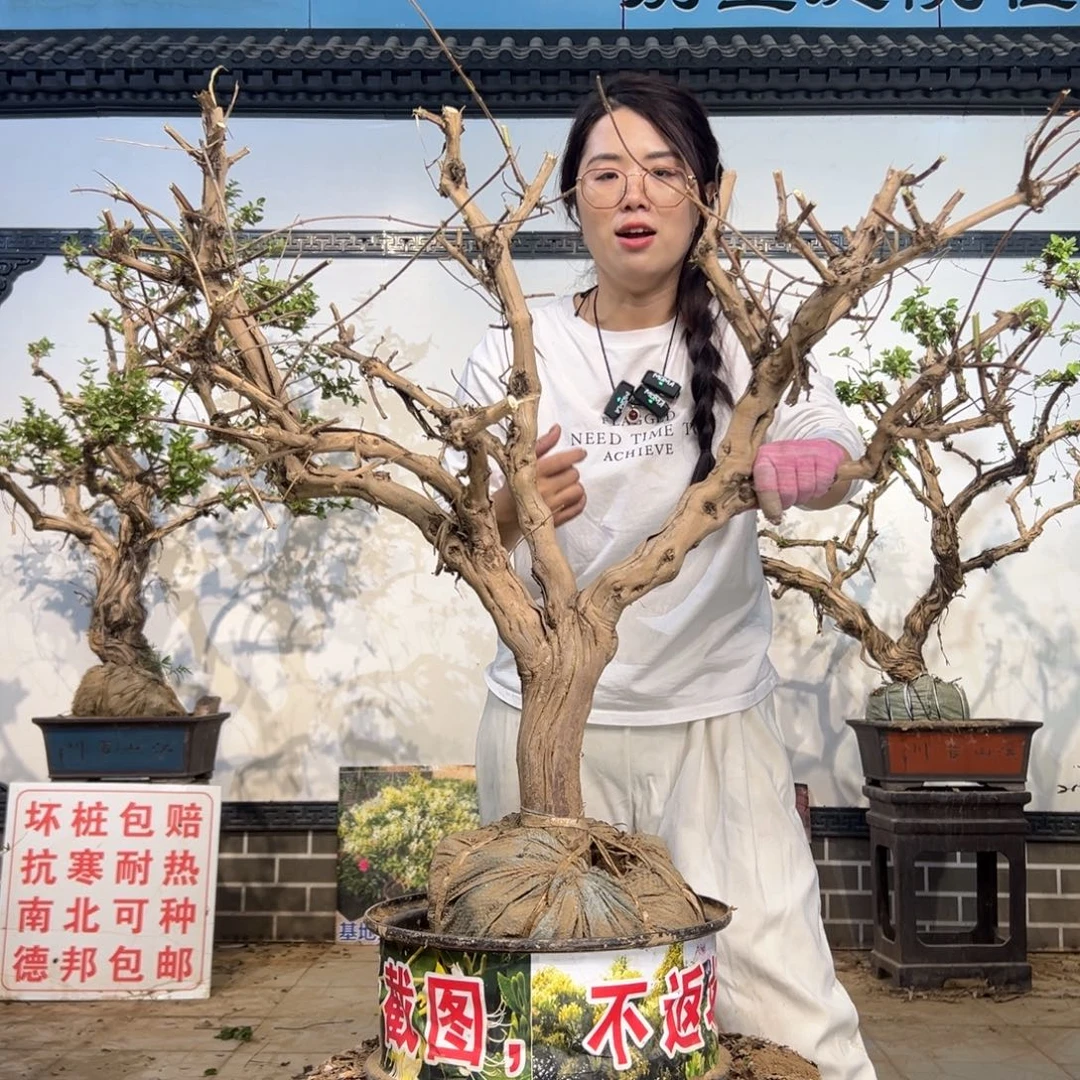 无花朵金银花88888