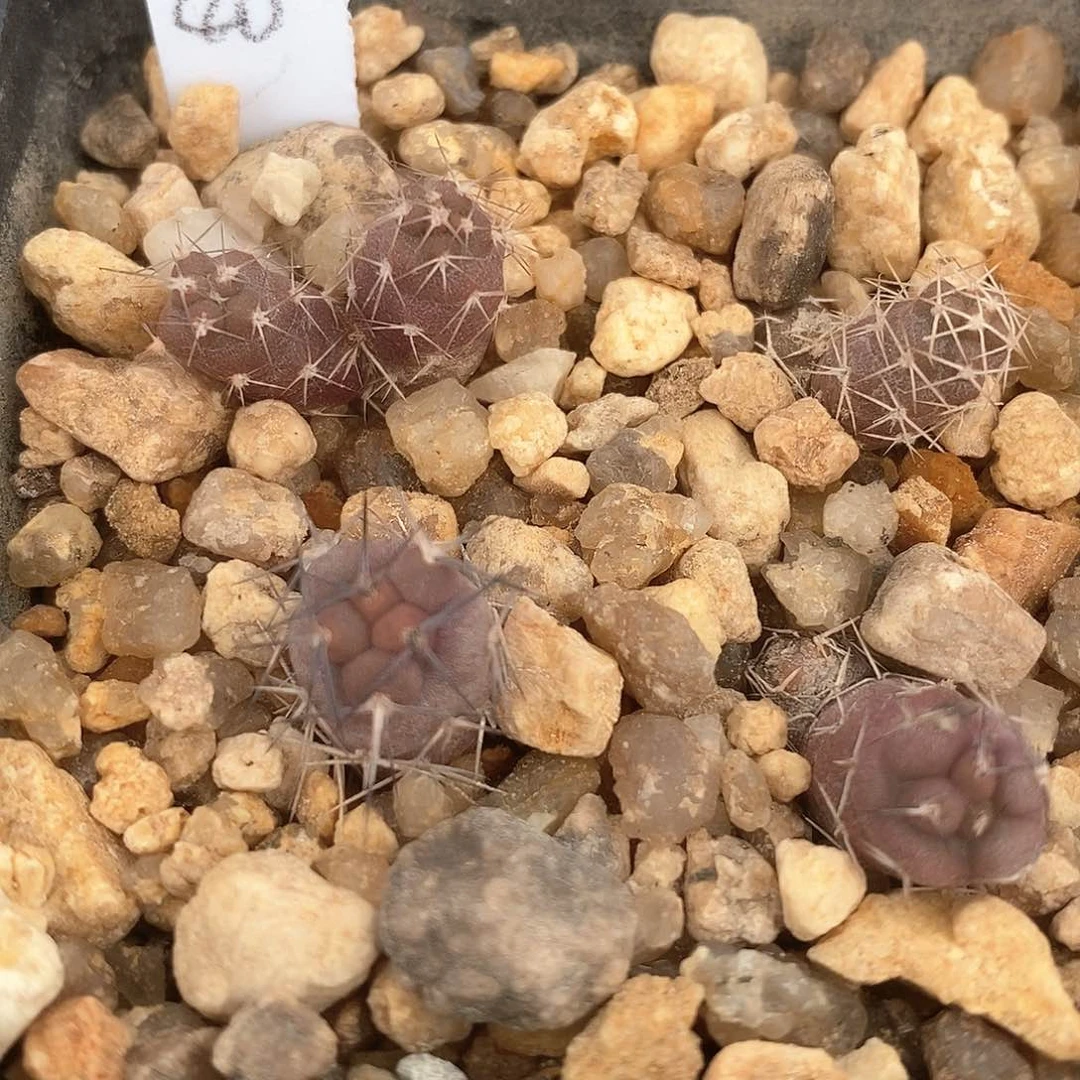 ****土土土花花花花花花花花