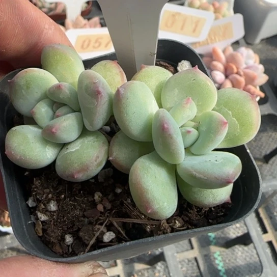 36蜜糖一物一拍多肉