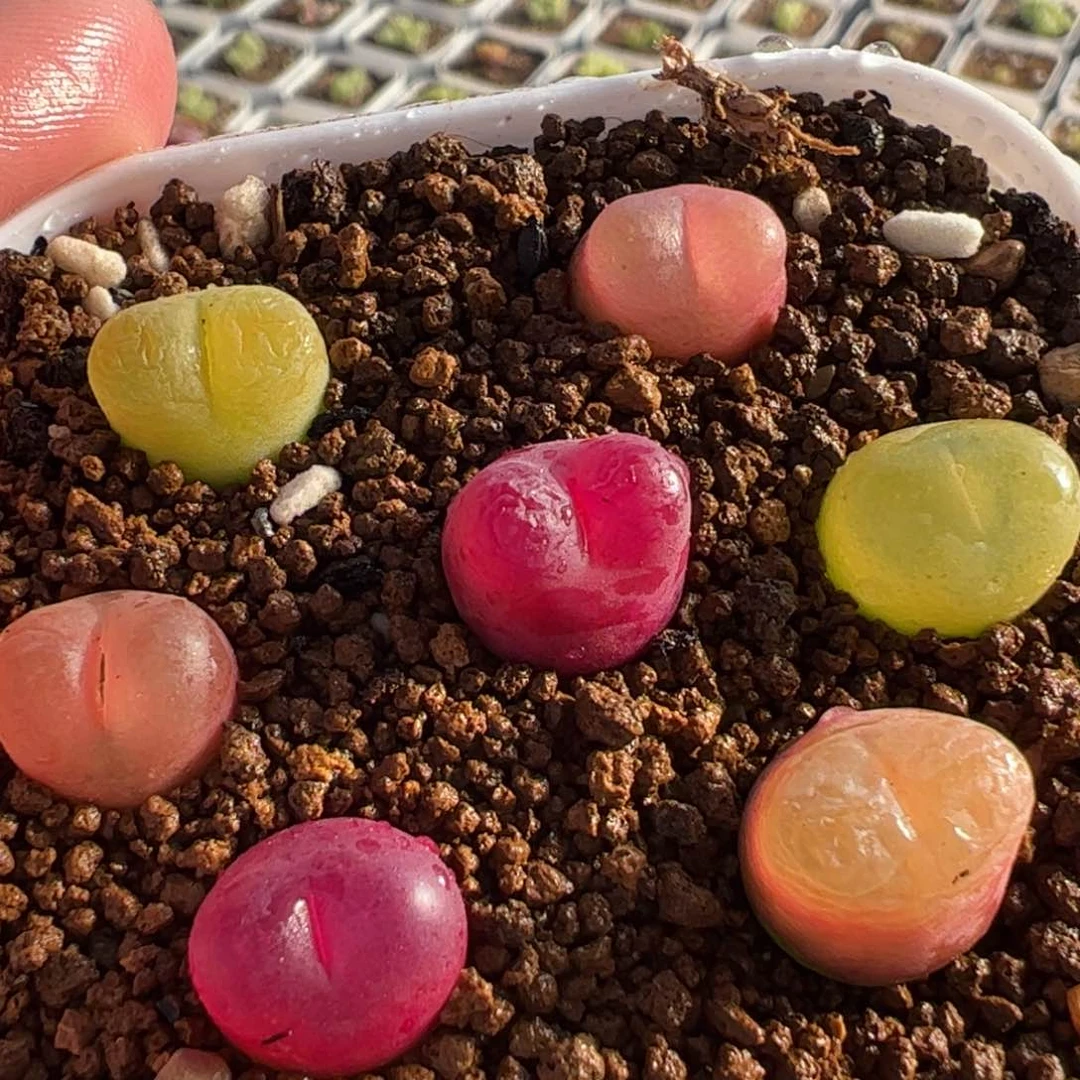 142多肉植物百科