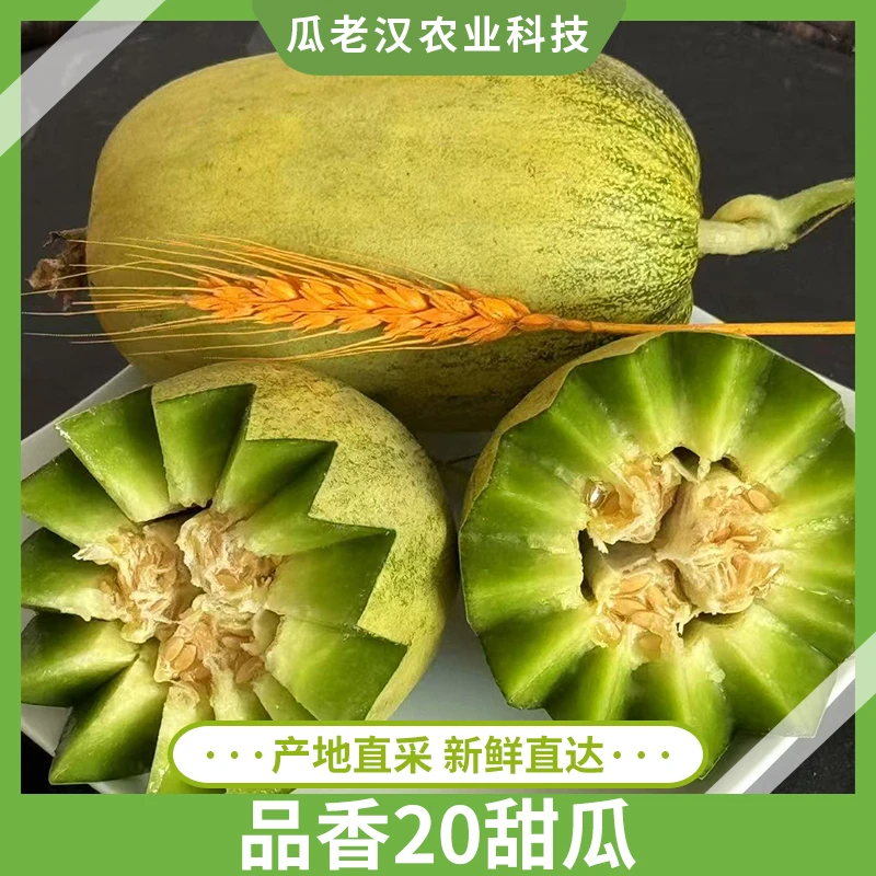 【顺丰包邮】瓜老汉品香20甜瓜3斤5斤装新鲜采摘蜜瓜6-10个装