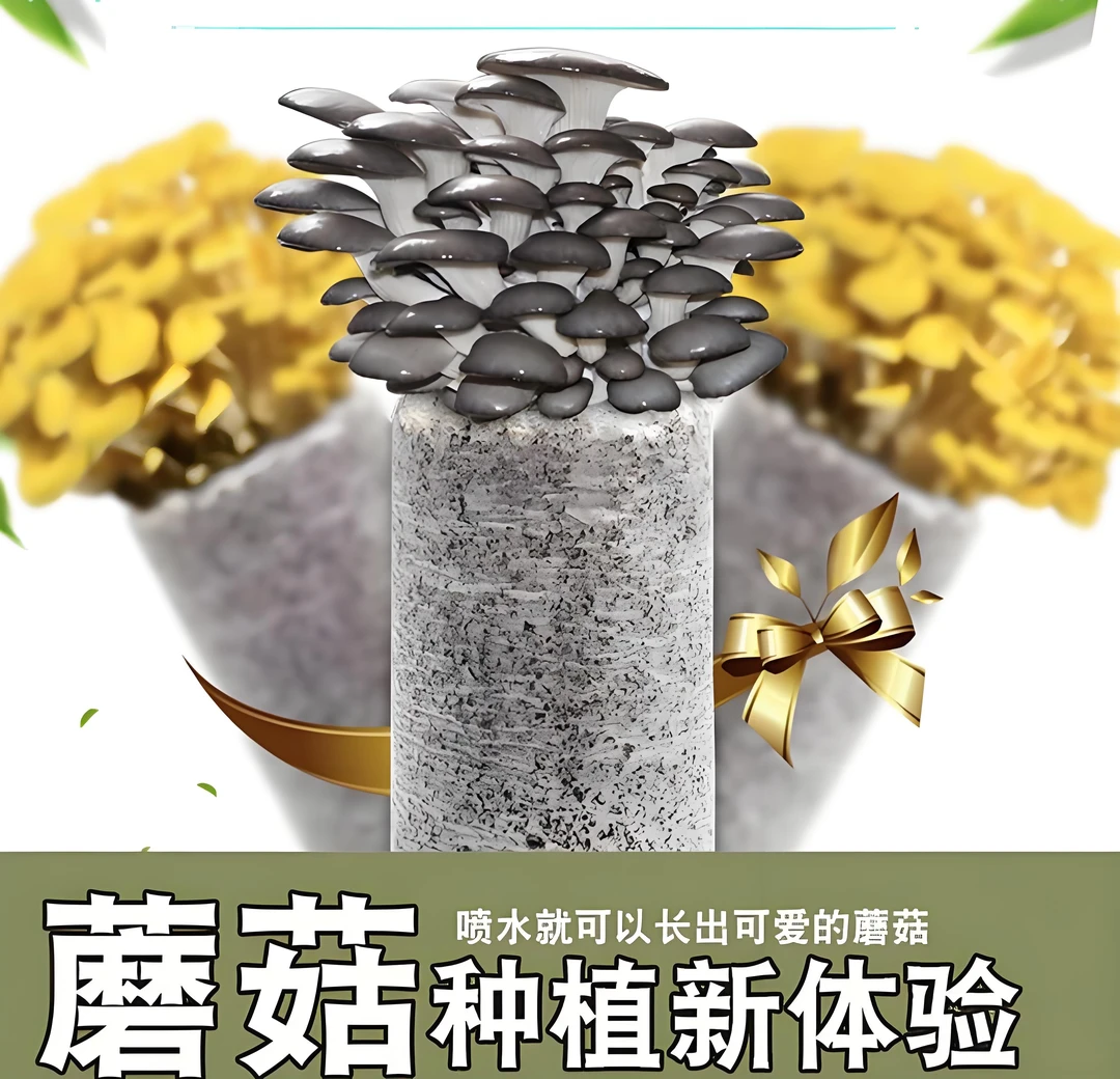 鲜菌菇种植体验菌棒随机发