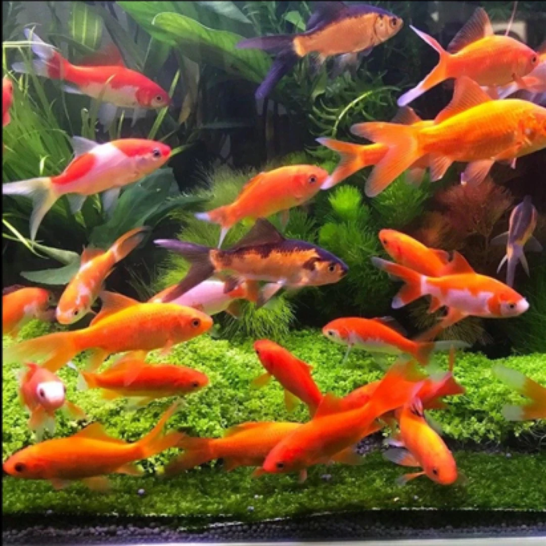 冷水观赏草金鱼 3-5公分 保底90尾 温顺好养可混养 全国包损