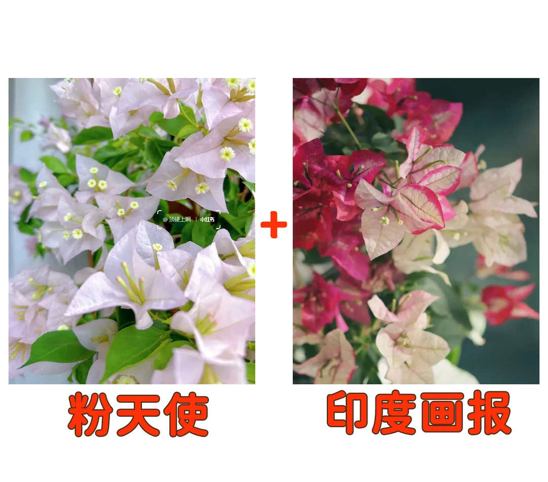 【粉天使+印度画报】到手2颗勤花耐热三角梅基地直邮不带花不带盆