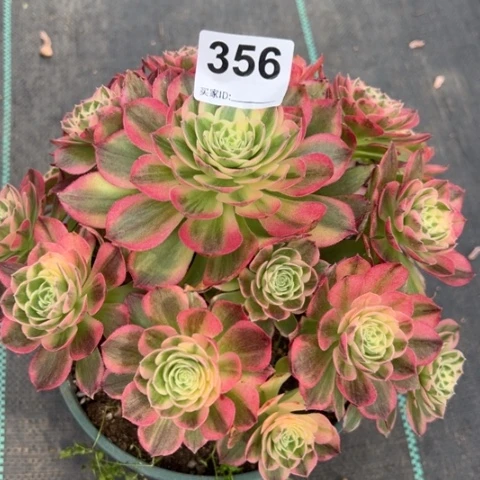 手****8356海王20厘米左右有断枝