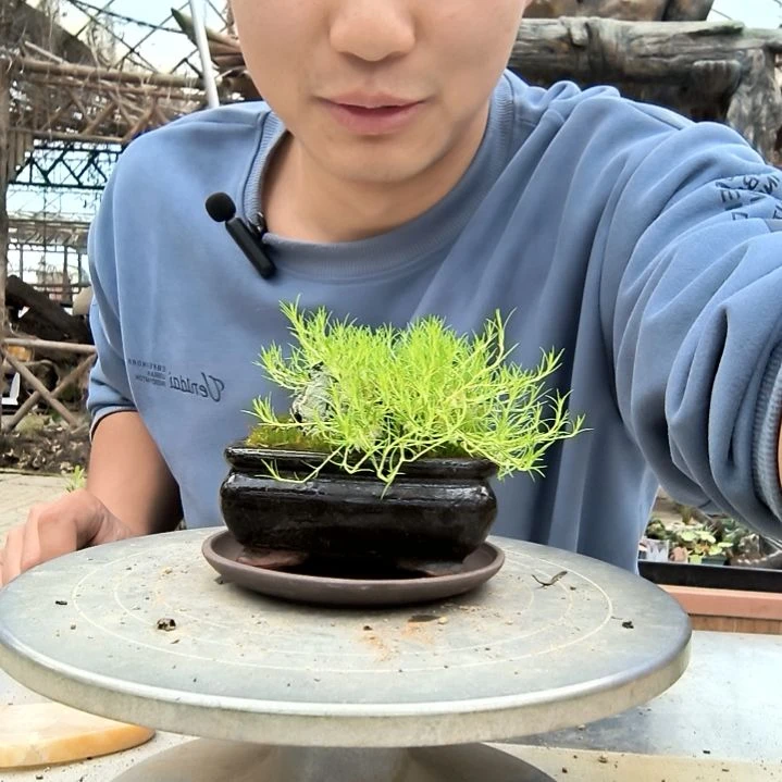m**e小盆景小植物一物一拍136