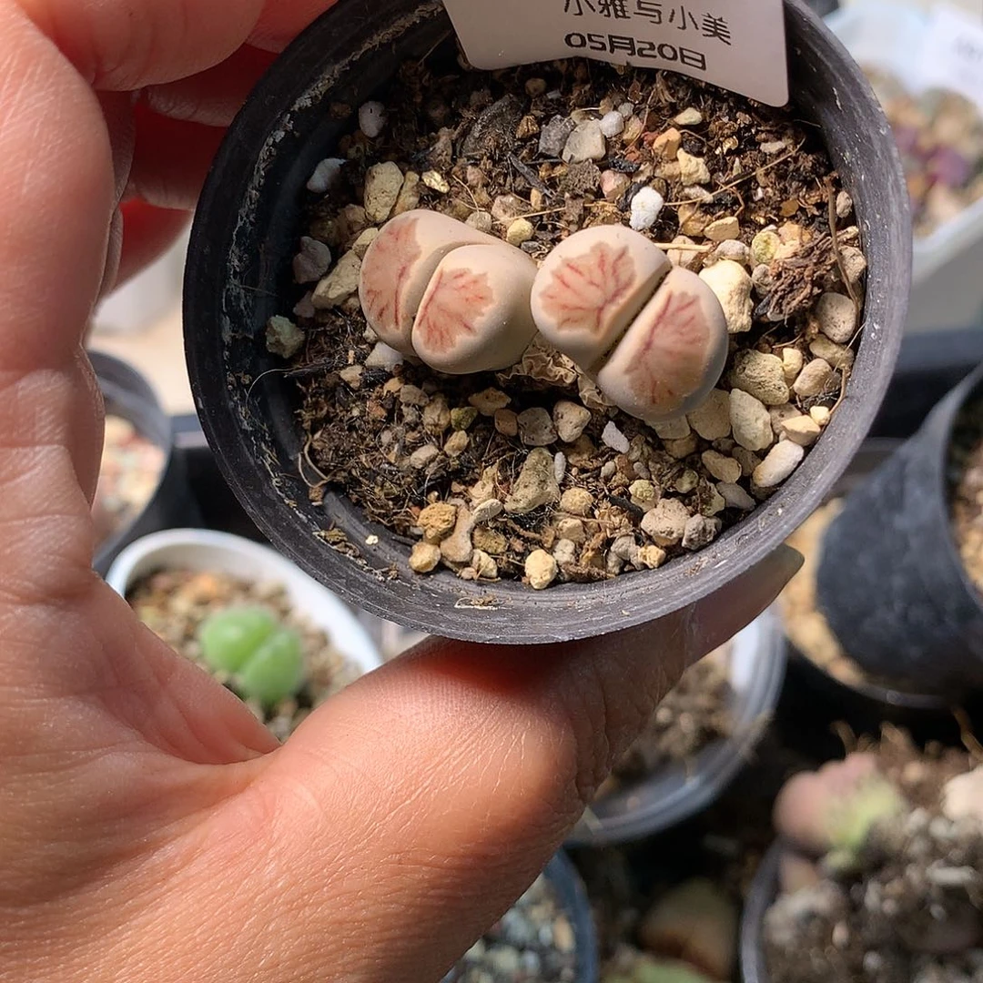 B126多肉植物保护研究所