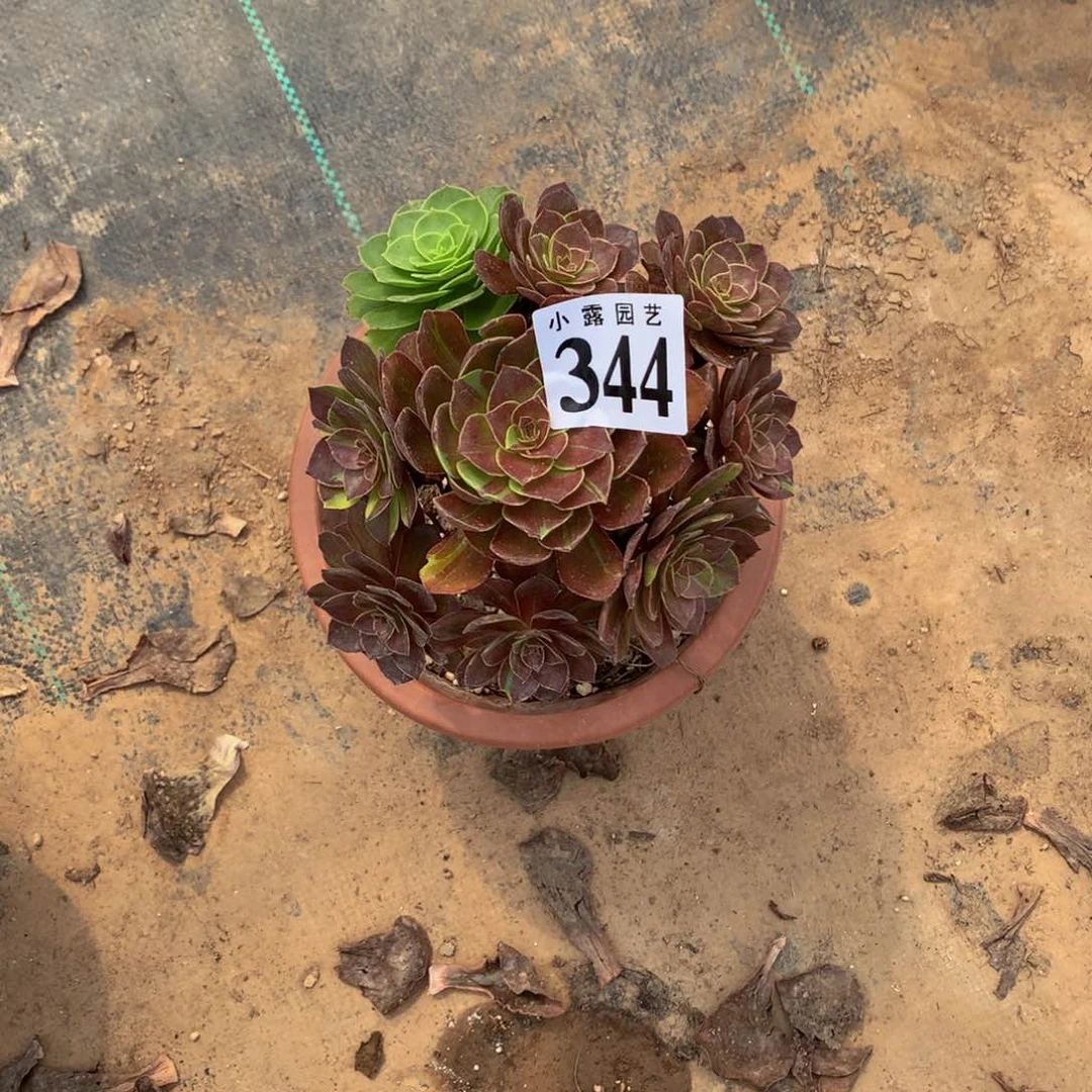 米*多肉000034400