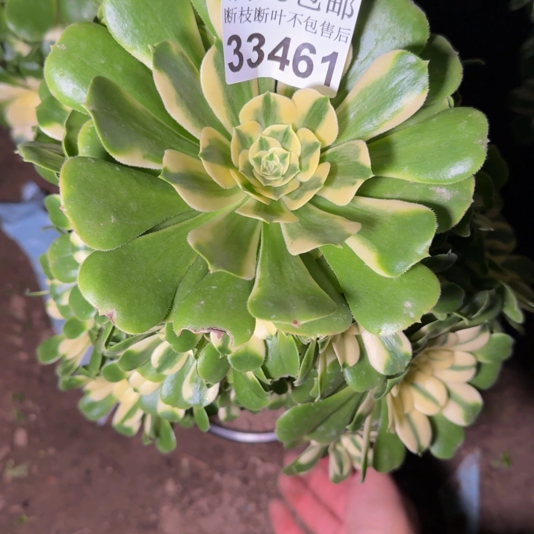 33461辛尼亚多肉植物