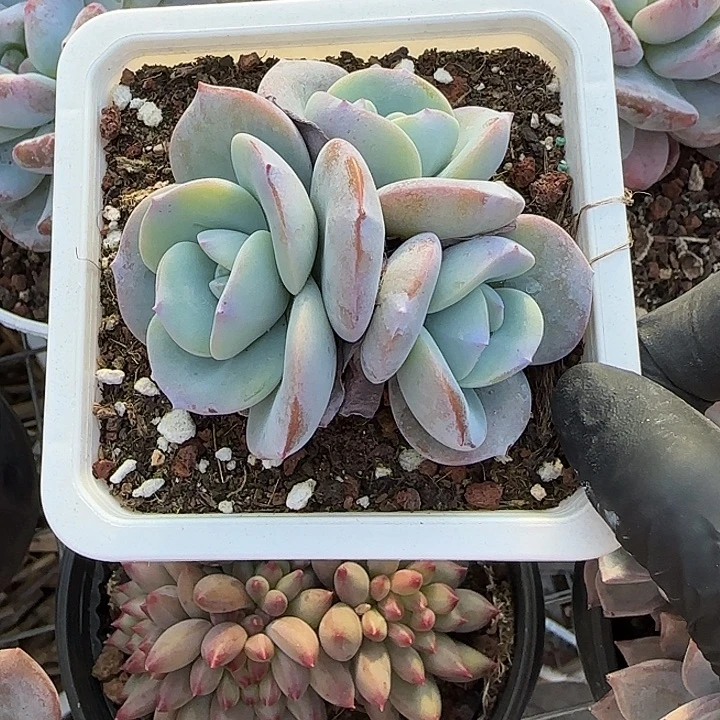 青蛙王子儿童牙膏套装11