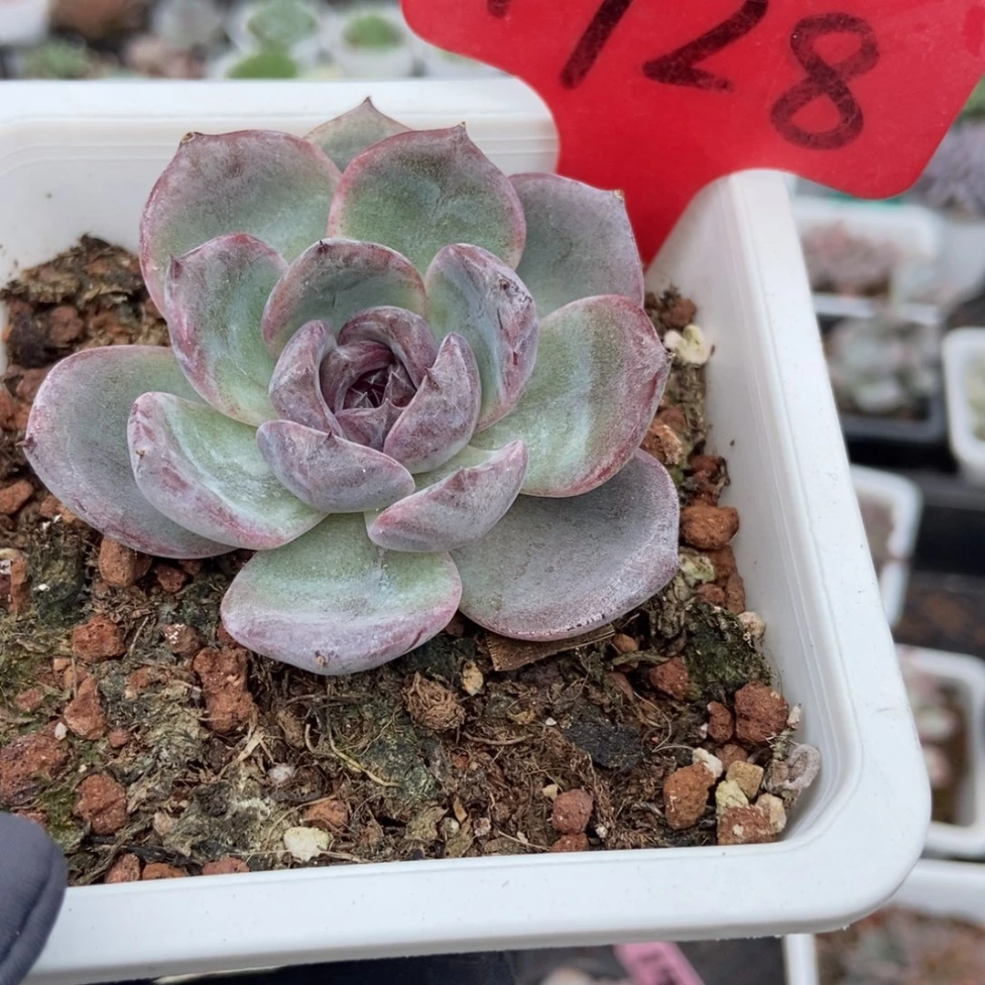 1728黑橙多肉植物