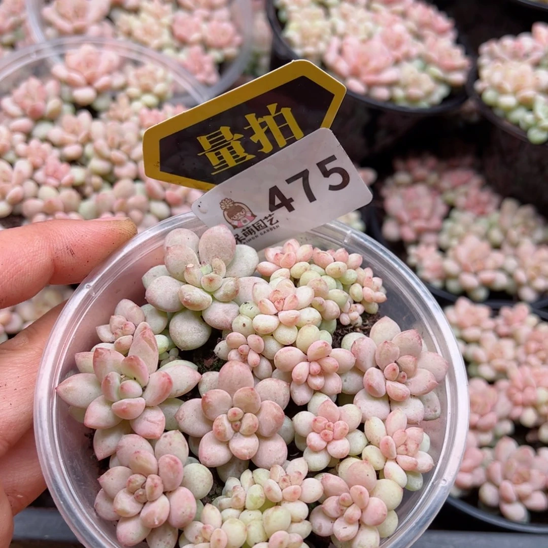 多肉植物多肉植物