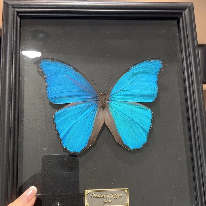 有机玻璃黑框黑底大蓝一物一图