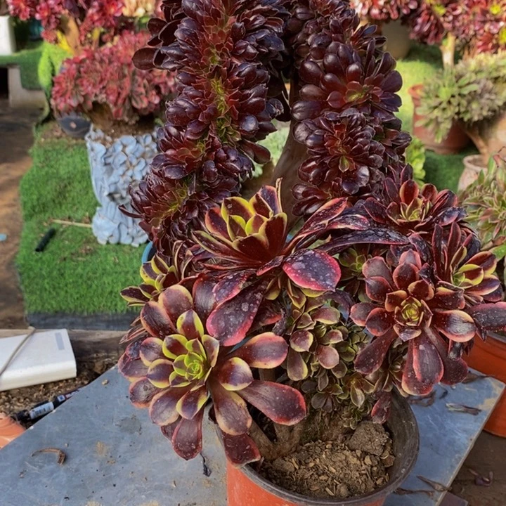 雨*欧紫➕欧嘉莉缀化多肉1颗