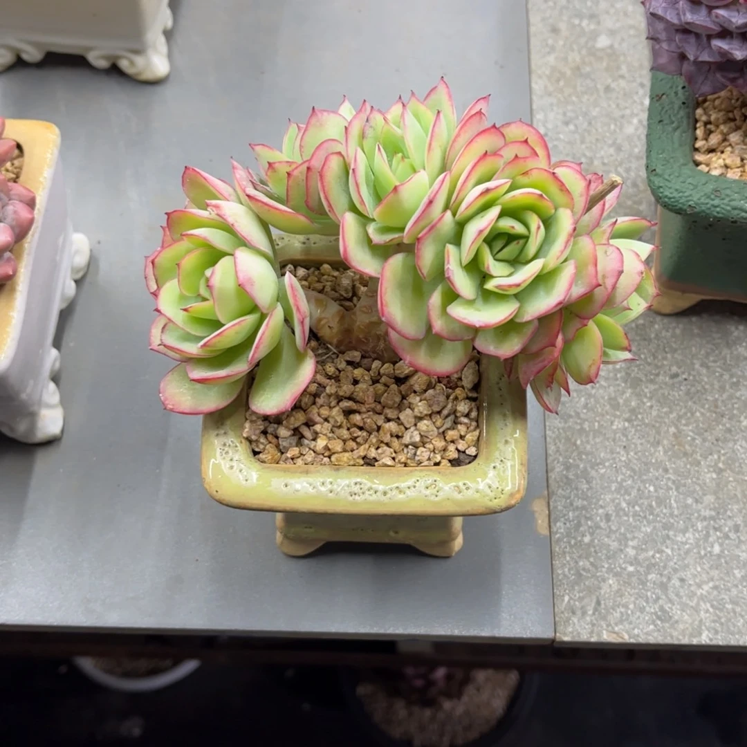 多肉植物牡丹亭带盆