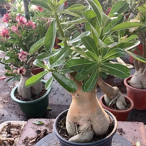 【闪购商品】无花朵阳**活