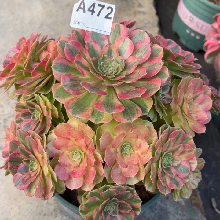 472雨荷22厘米左右