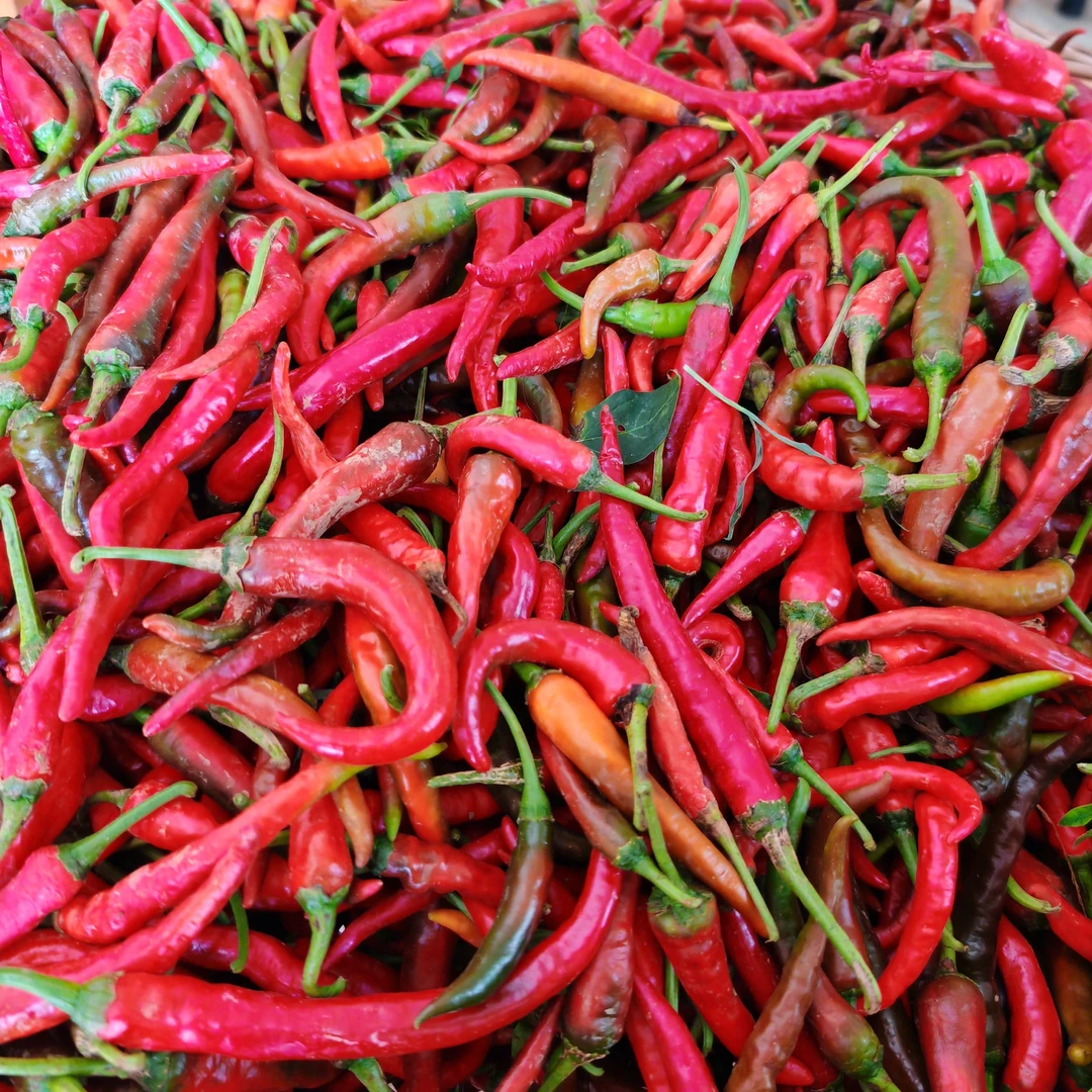 湖南农家露天种植现摘新鲜红辣椒香辣可口