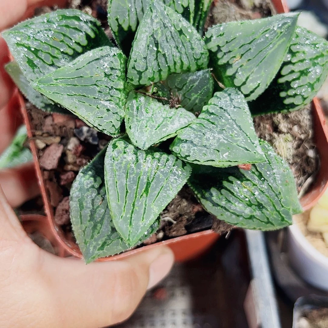 母本马丽丽新手好养