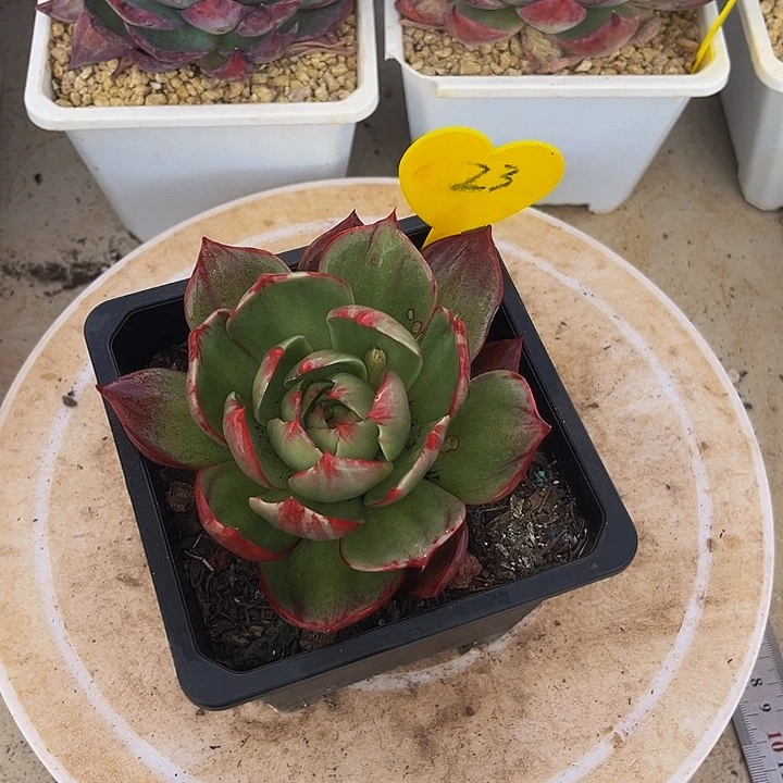 莉*子惊鸿仙子多肉植物23