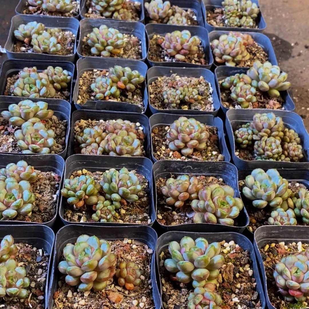 406多肉植物保护研究所所长