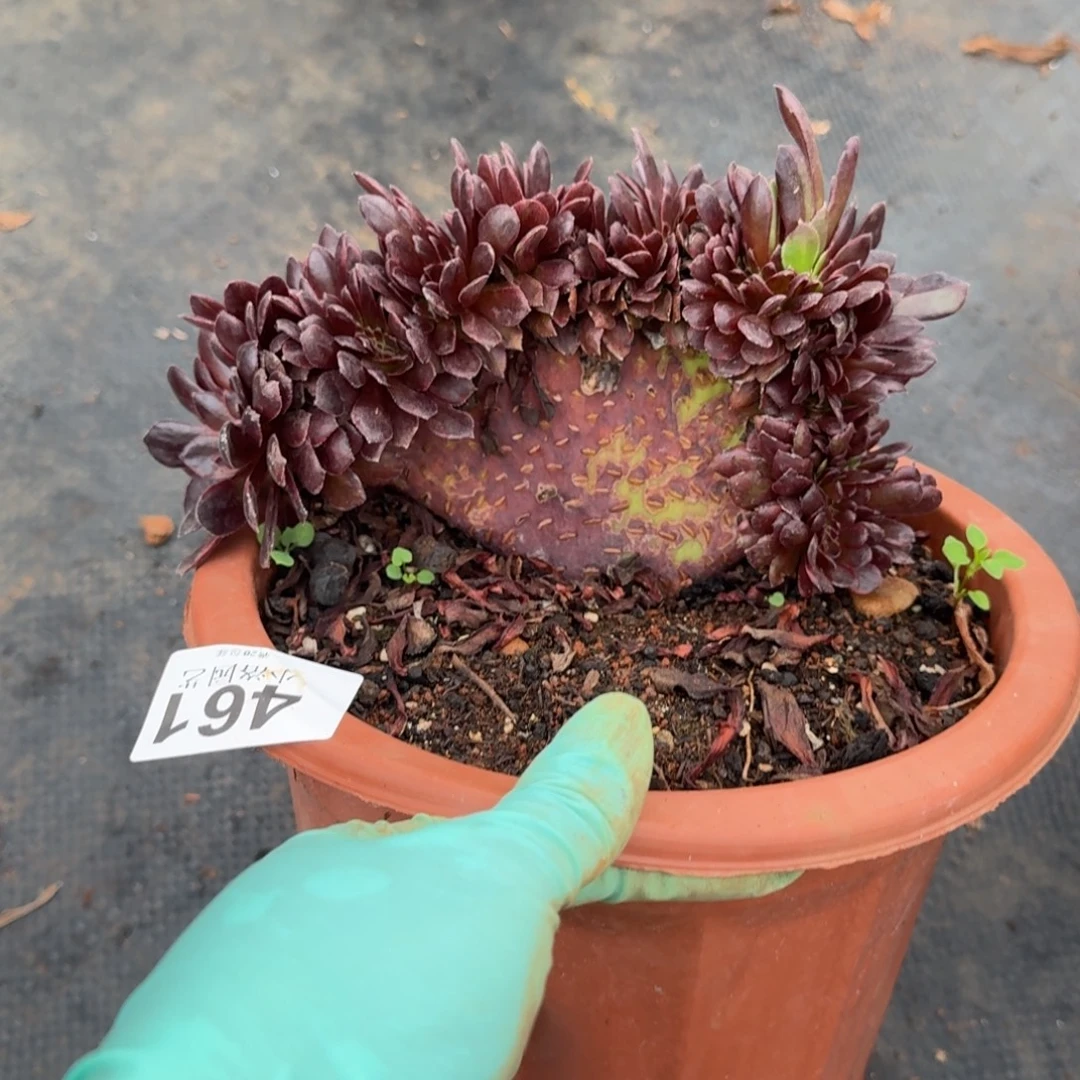 461花花公子缀化多肉植物满28包邮