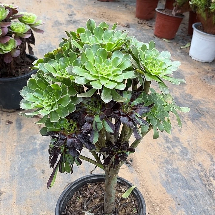 多肉植物法师40号