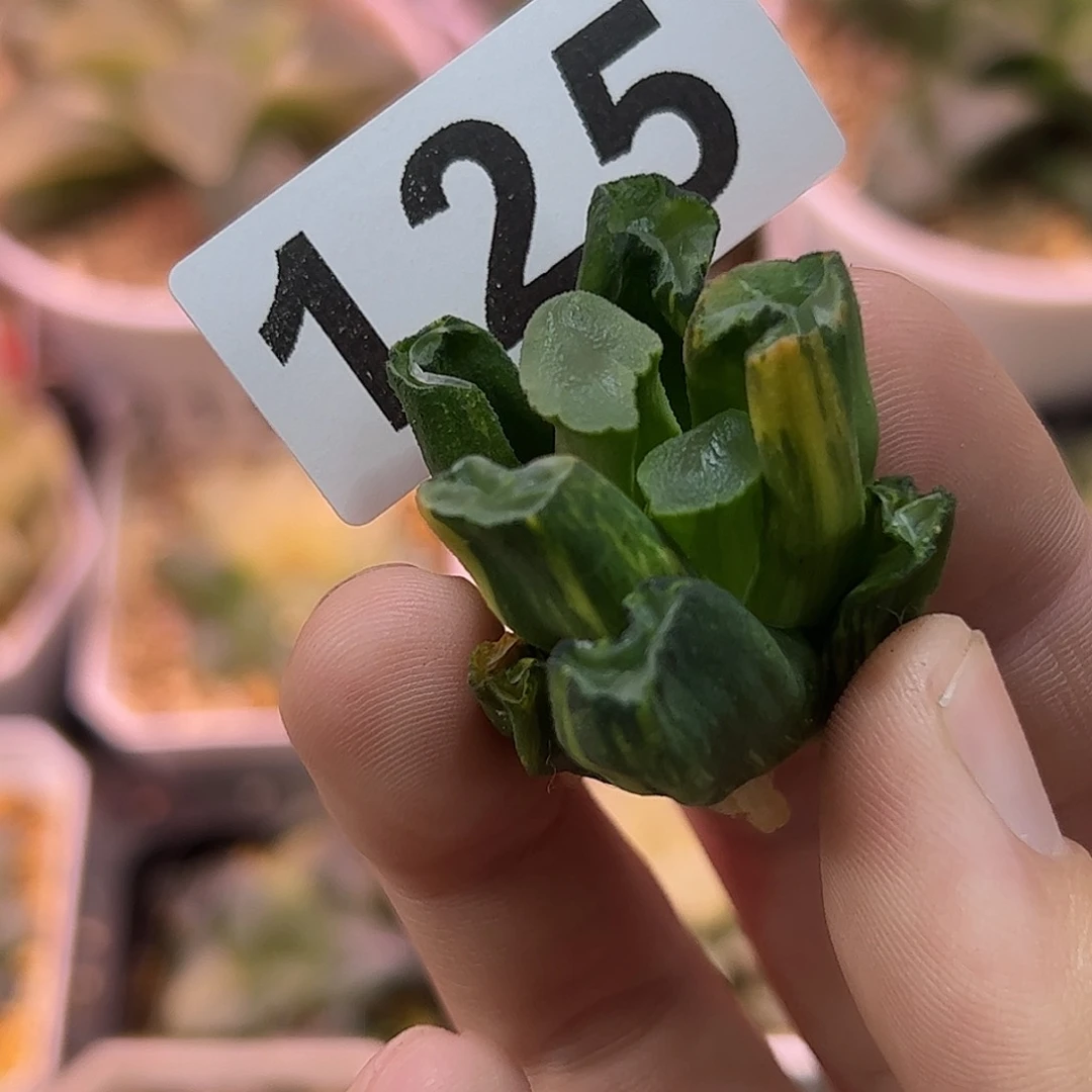 红红火火恍恍惚惚