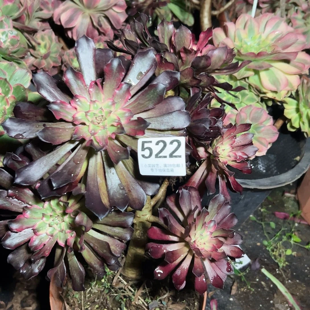 多肉植物522多肉雪姬