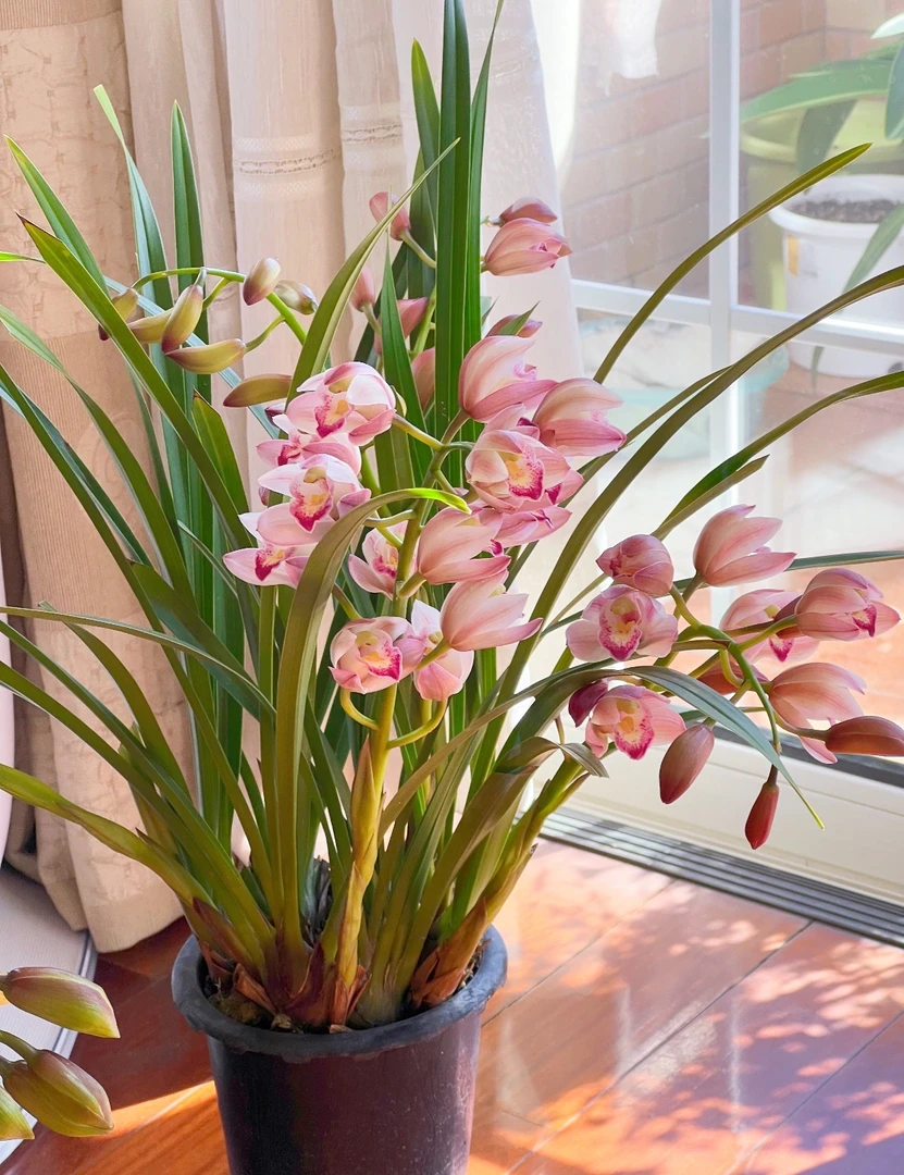 东方仙子精品大花惠兰盆栽香兰名贵室内浓香阳台绿植花卉好养