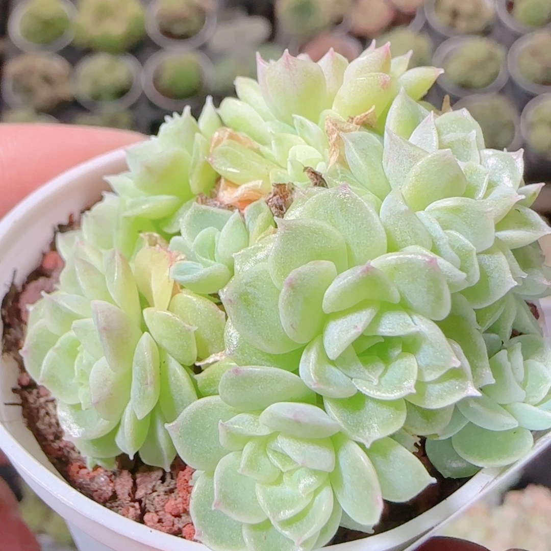 子***轩花语逸镜1104-39散