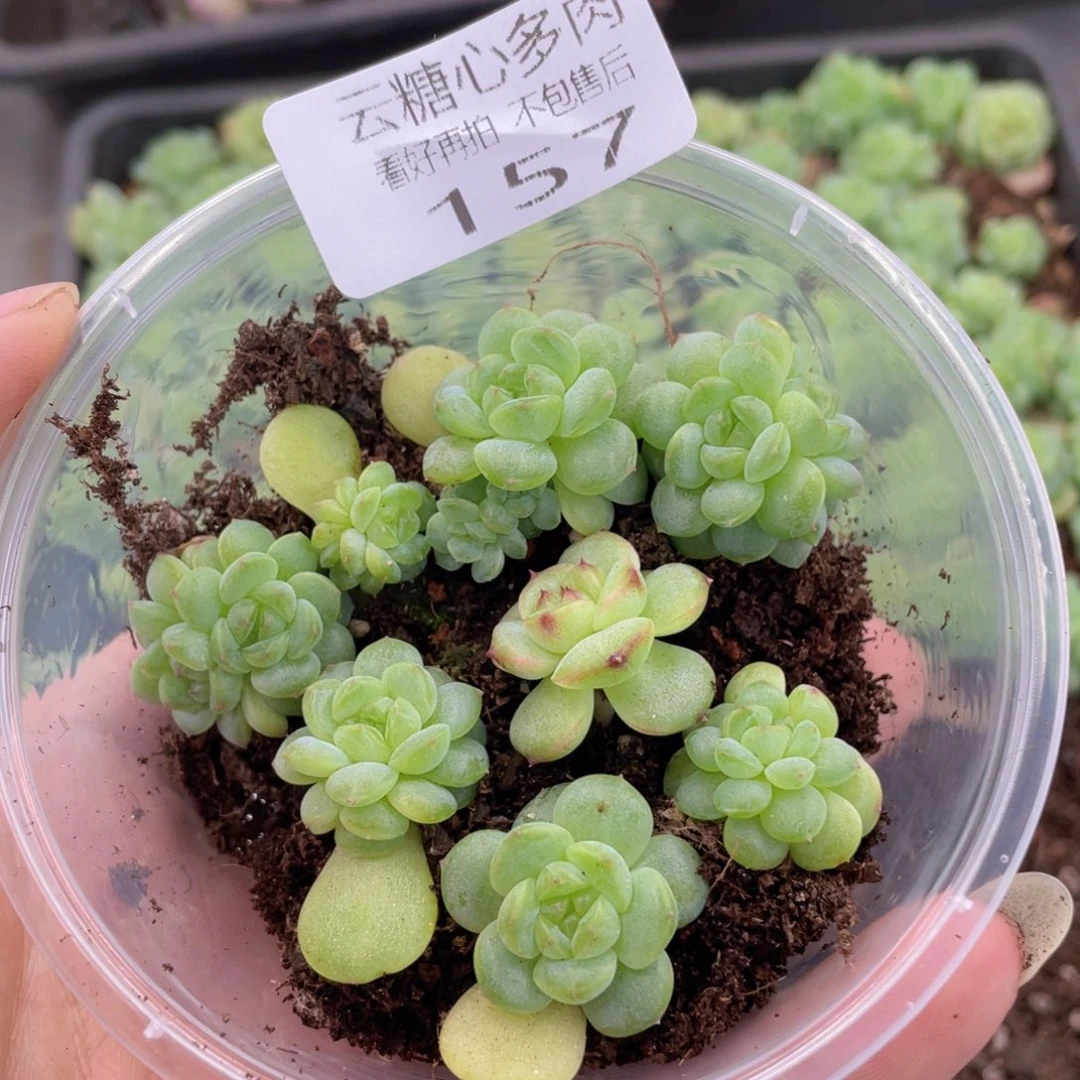 云糖心多肉植物157