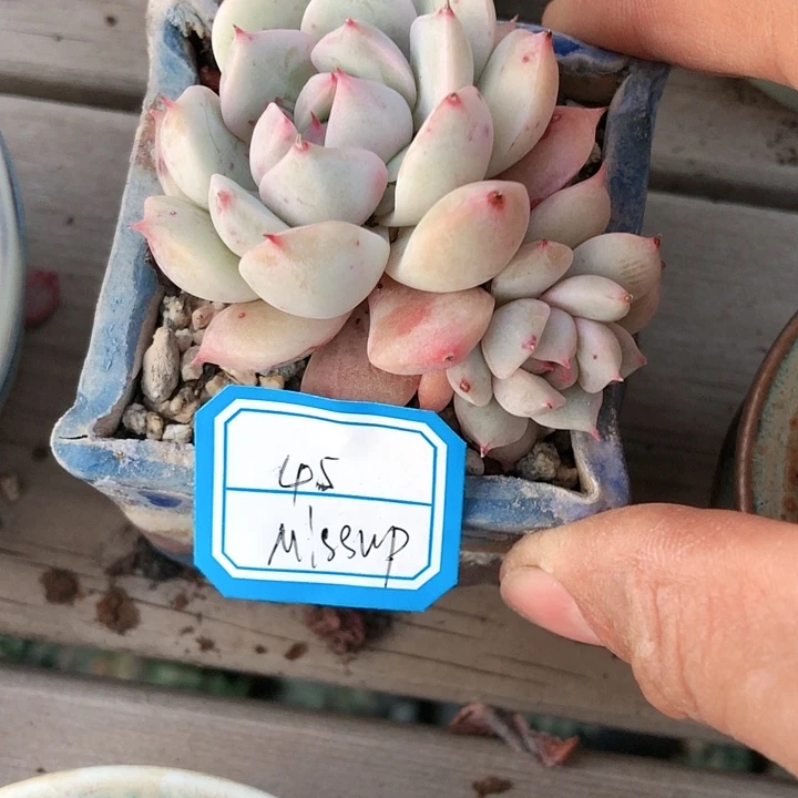 【闪购商品】?****?miss礼物