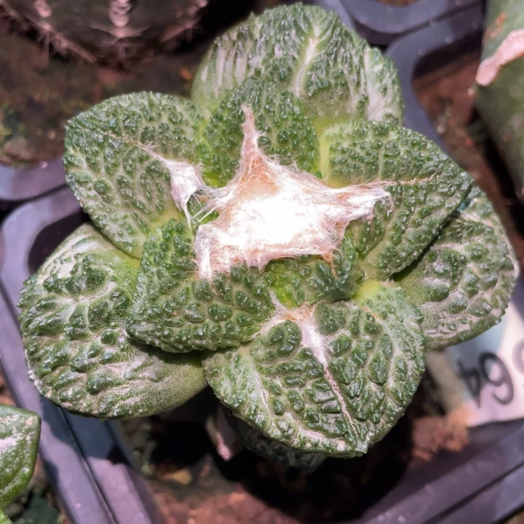 全部花朵菜花牡丹664仙人球