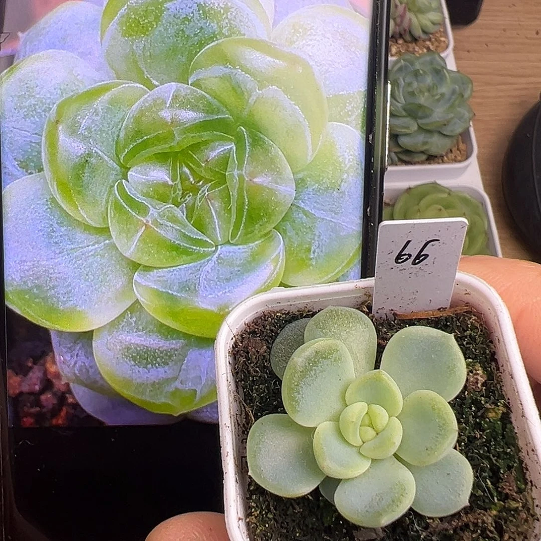 P66甜心 一物一拍