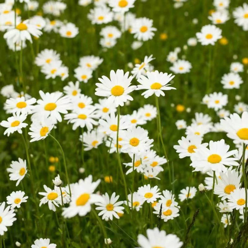 【小雏菊种子】四季种植盆栽地栽阳台小院种植