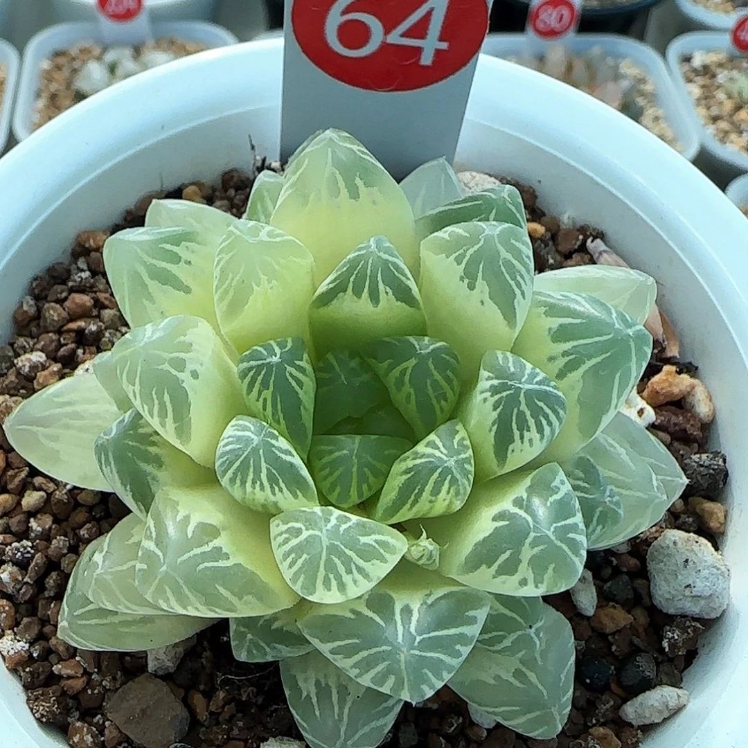 64号糊斑玉露锦一物一拍带盆土