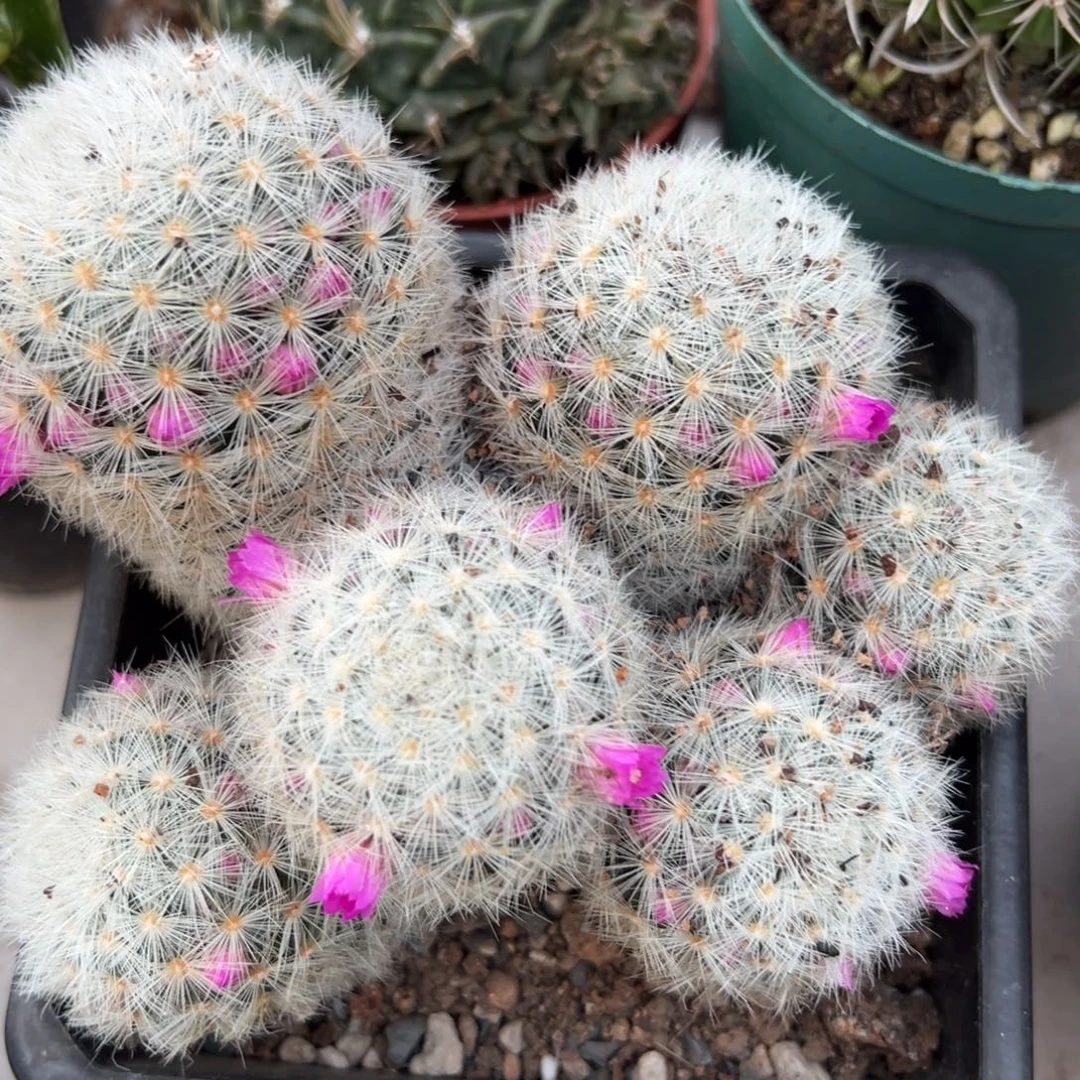 嘉文丸随机一颗。