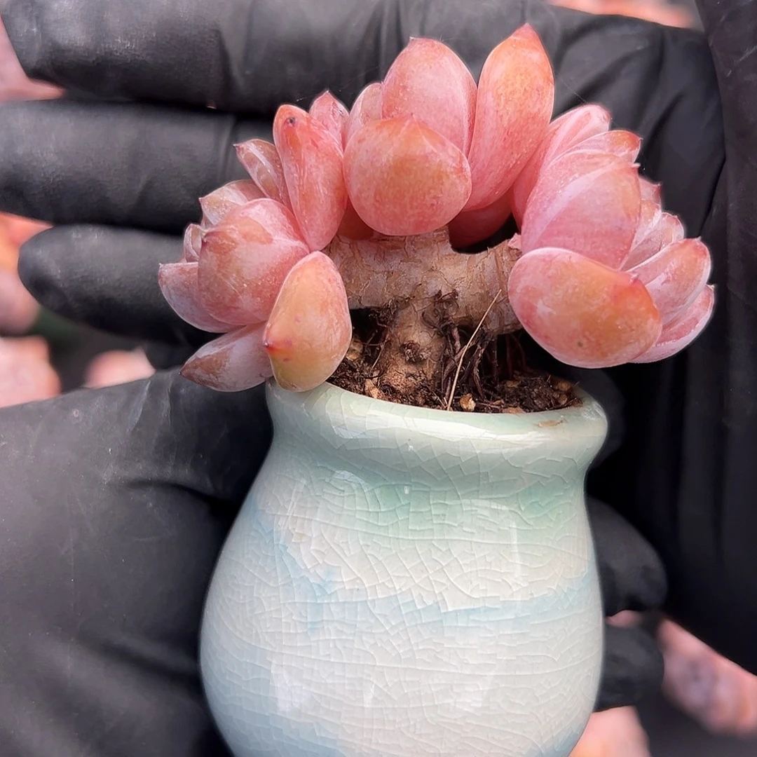 三头星影带盆发的小树桩