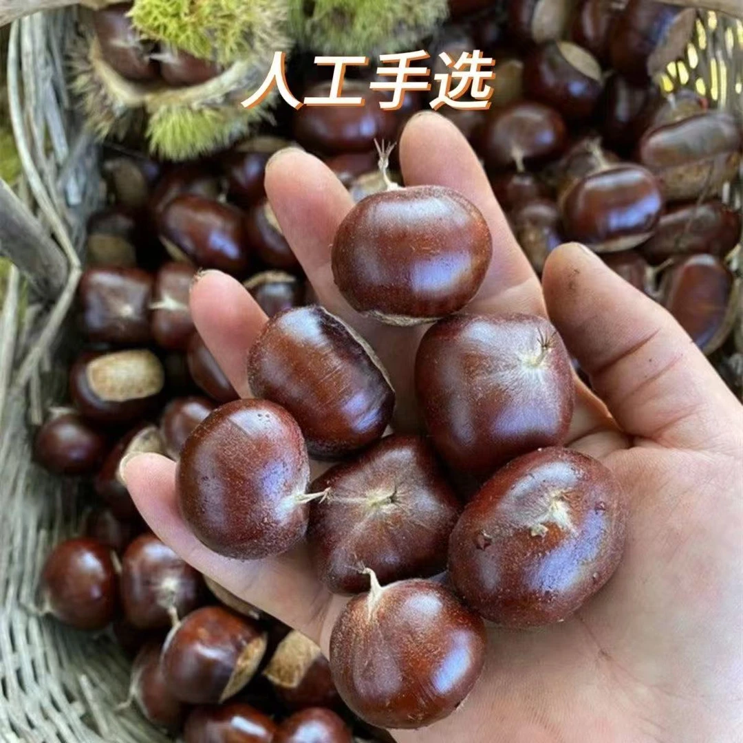 2025年新鲜油栗子生板栗粉糯香甜大别山老树带壳油栗精选中大果