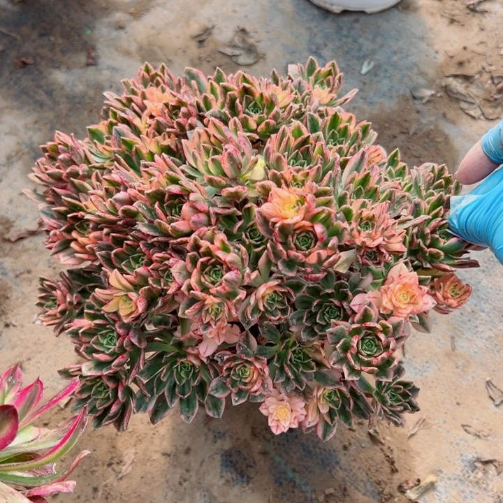 527甜茶多肉一起玩