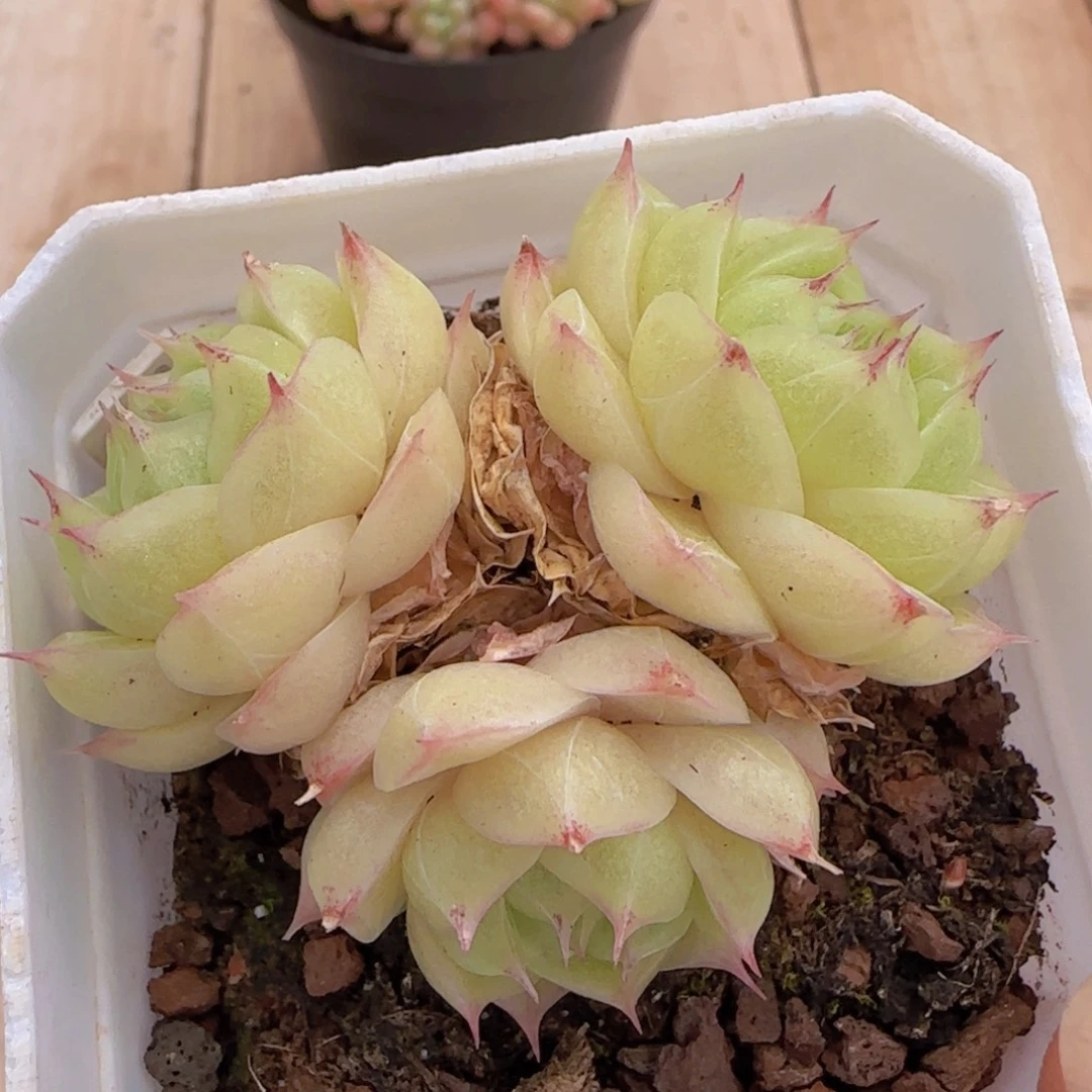 包子体麦秆精控一物一拍