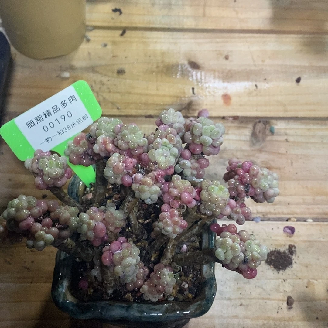 00190啊利润目测某人咯哦吐了